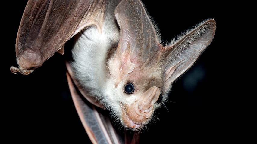 The ghost bat has made the historic mine workings around Pine Creek its home. Picture: Adelaide Museum.