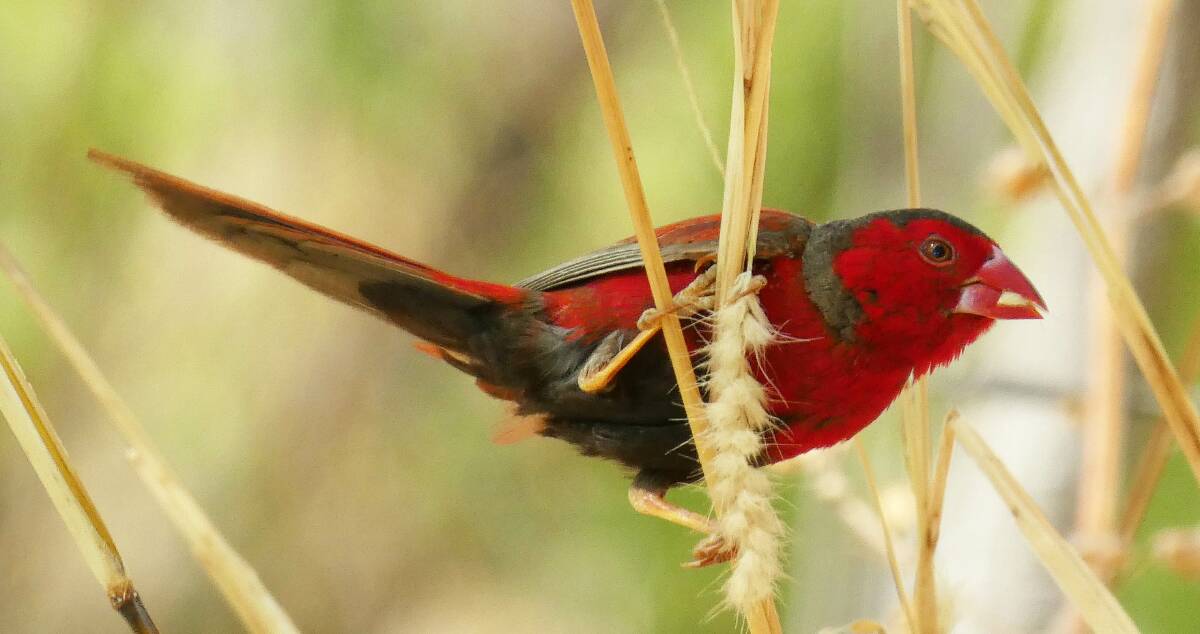 WHAT A BEAUT: A Crimson finch in all its colourful glory near Katherine.