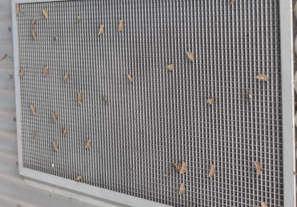 Moth invasion strikes
