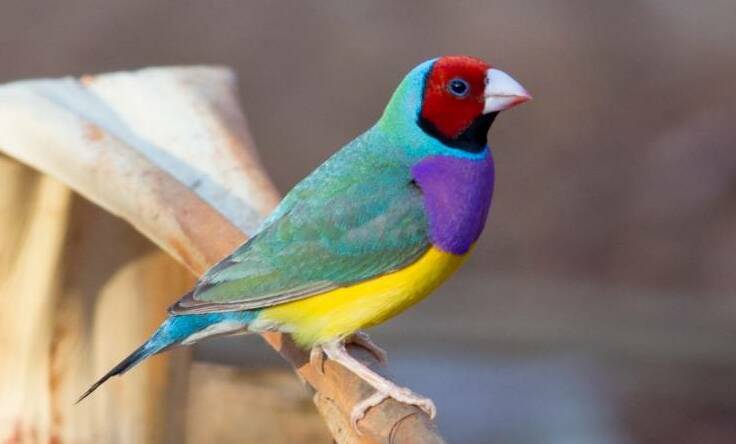 This is the bird the Environment Minister wants us to shoo away to keep safe, the threatened Gouldian Finch has been found in areas where the exploratory drilling is occurring.