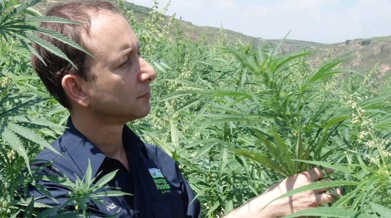 Industrial hemp can be legally grown in the NT for the first time.