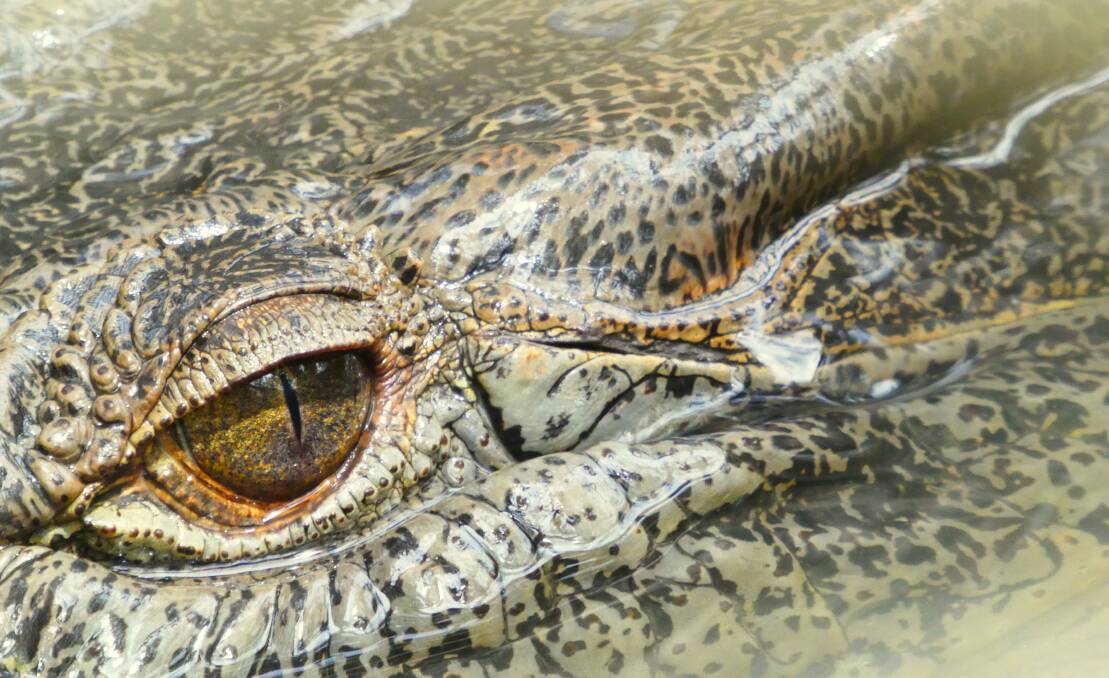 Just because crocodiles travel unseen doesn't mean they can't see you.