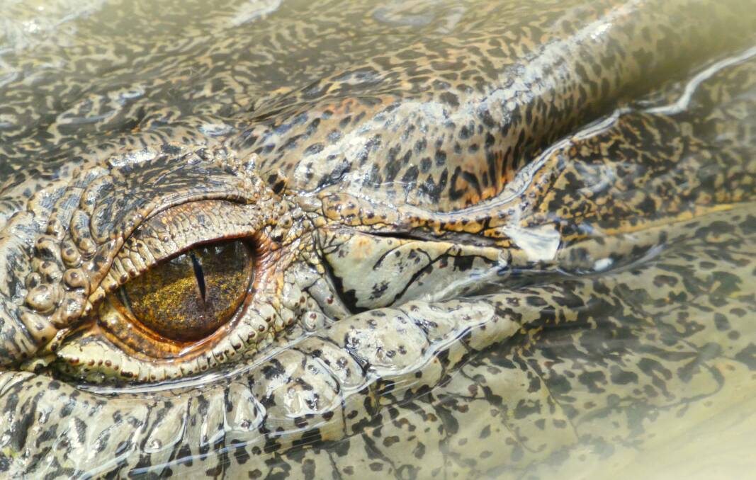 A crocodile can see you long before you see it.