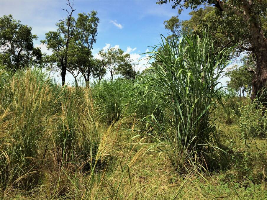 PROLIFIC GROWTH: Originally introduced into the NT as a highly palatable cattle fodder in the 1930's gamba grass was planted throughout pastoral and agricultural areas.