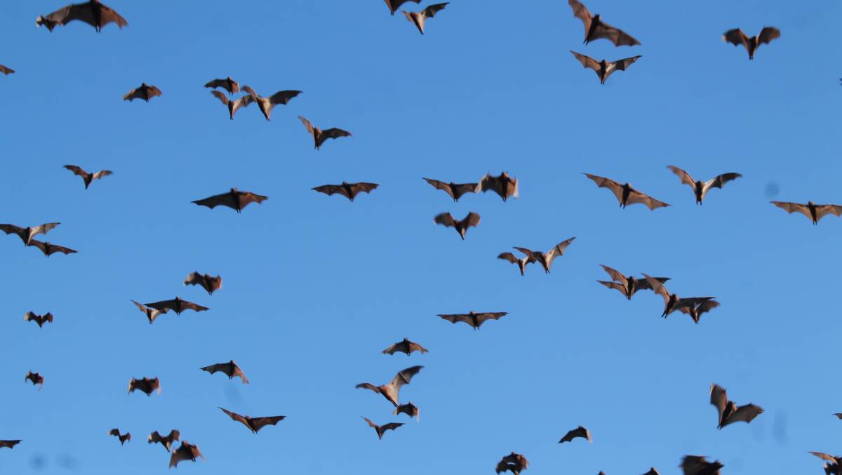 NATIVE WONDER: The native little red flying foxes are roosting in their thousands on the Katherine River, dawn and dusk is the best times to see a wonder of nature.