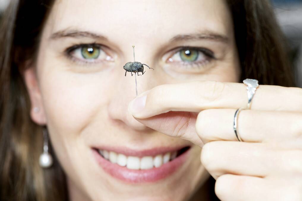 Dr Stefanie Oberprieler with the rare 'poo' weevil found at Nitmiluk, the only weevil ever found which does the job of dung beetles. Pictures: CDU.