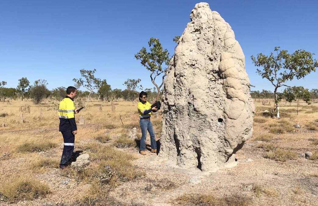 Elevated levels of methane were found around termite mounds. Picture: CSIRO.