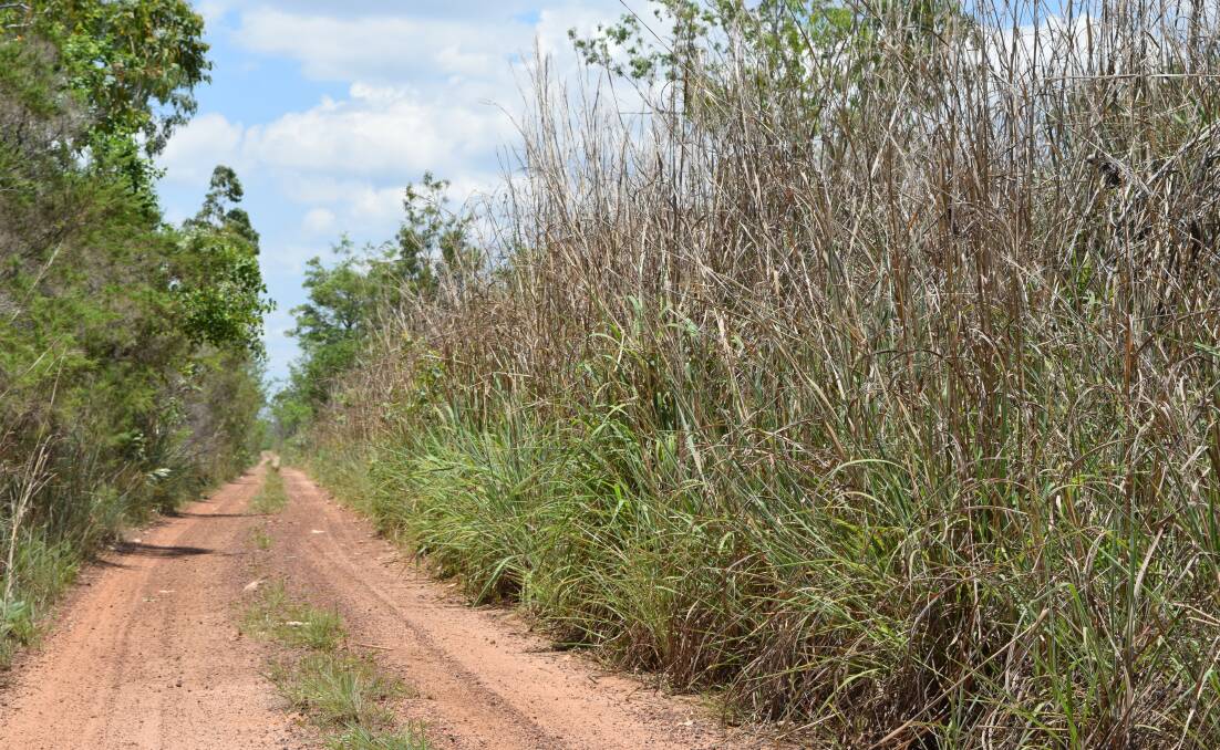 The regrowth in unmanaged Gamba grass along a roadside. Pictures: NT Government.