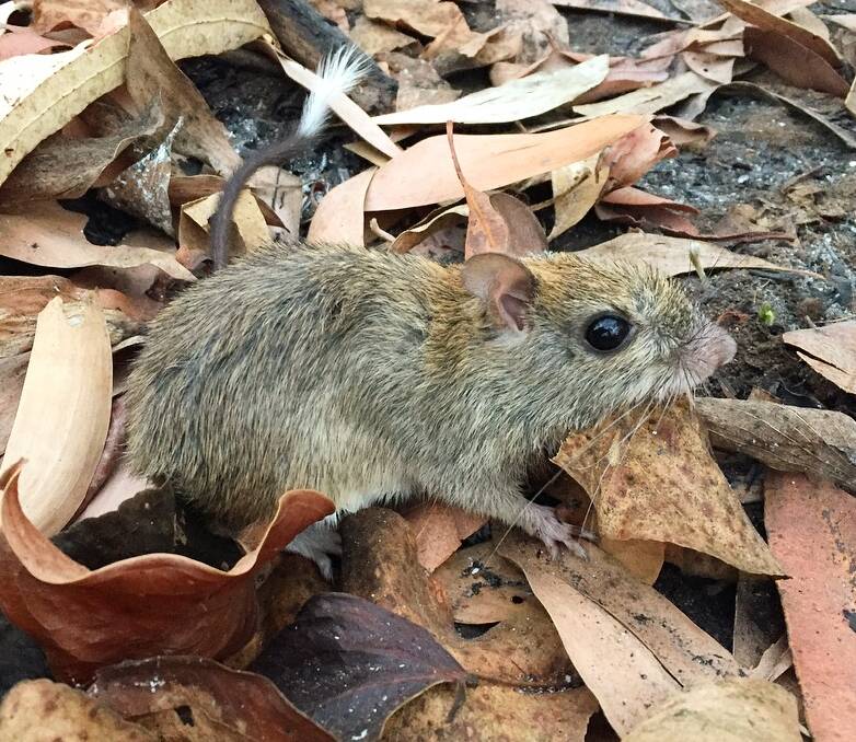 A brush-tailed rabbit rat. Picture: Cara Penton.