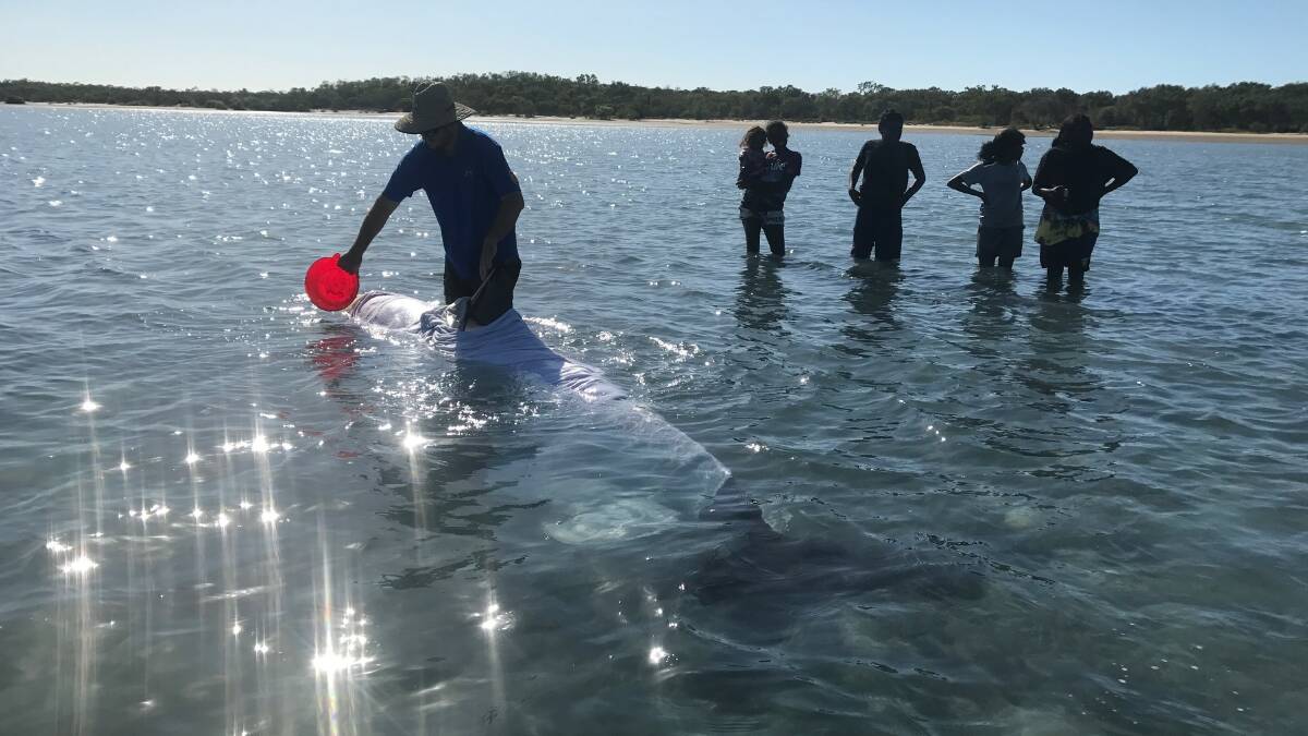  SAVED: The false killer whale was kept wet with buckets of water which prevents marine mammals from sunburn. Picture: Bruce and Amanda Schokker.
