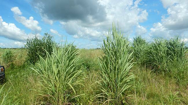The Government is providing free chemical spray in Katherine to control Gamba grass.