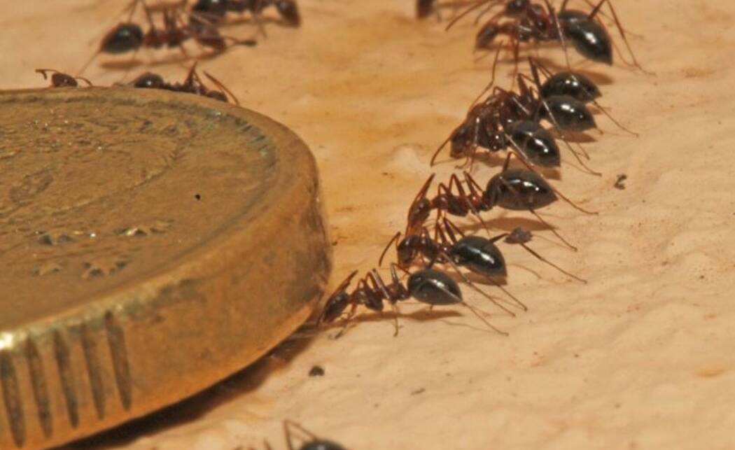 Browsing ants were first found in the NT three years ago. Picture: NT Government.