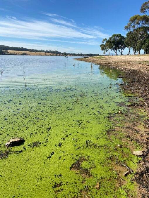 STAY CLEAR: Potentially toxic blue green algae at Nillahcootie boat ramp in Victoria. Picture: Goulburn Murray Water.