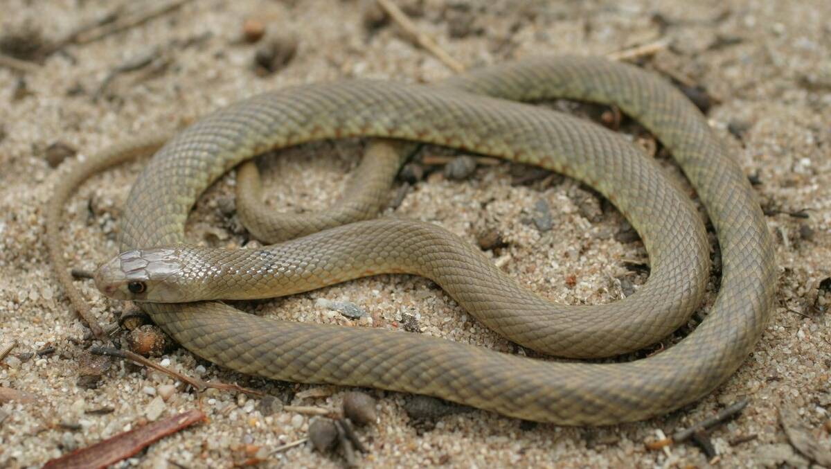 The highly venomous western brown snake. Picture: Australian Museum.