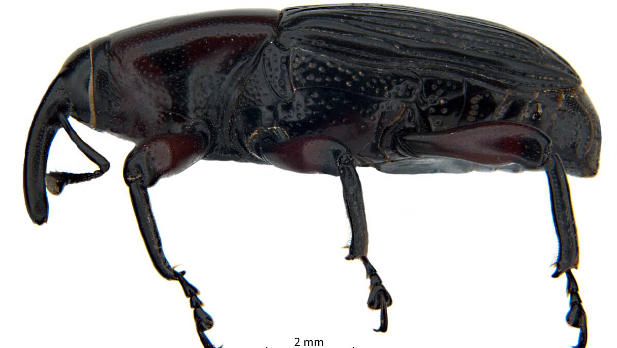 Diathetes signaticollis palm weevil rare beetle. Lives in pandanus trees. Picture: Debbie Jennings CSIRO.