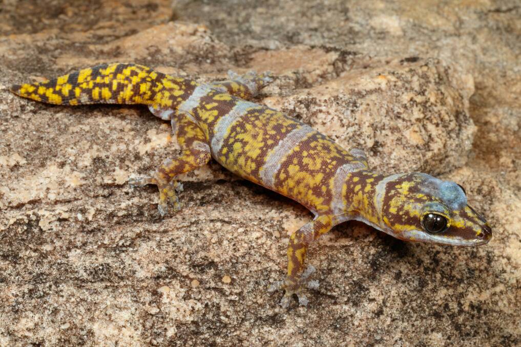The Groote Eylandt Velvet Gecko, Oedura nesos, is a large and colourful species with white bands and yellow spots which lives in rock crevices. Picture: Griffith School of Environment and Science.