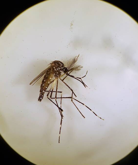 ​Mosquito experiment could save lives