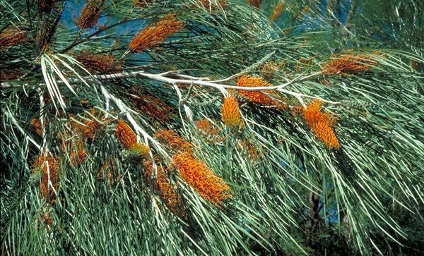  The name used for Grevillea pteridifolia depends very much on where you come from.