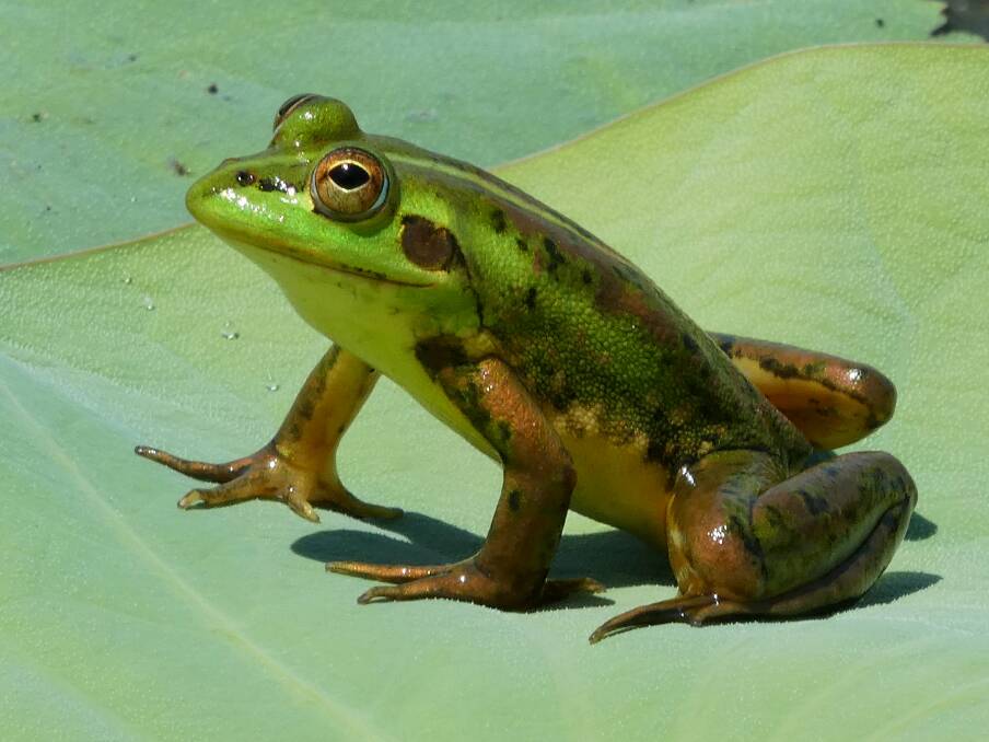 TOP ENDER: Dahl's Aquatic Frog are among the few frogs in Australia that can catch and eat underwater prey.