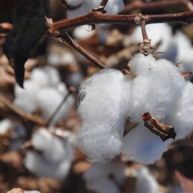 Cotton has become an election issue in the NT.