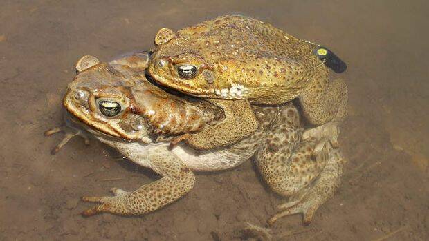 Microbes aid toad invasion