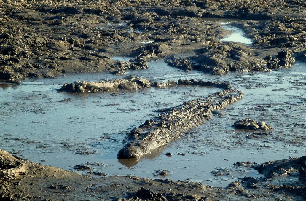 Saltwater crocodiles use these rivers and all our inland waterways as highways. 