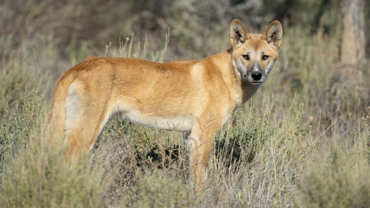 Researcher say the dingo is not a wild dog. Picture: Flinders University.