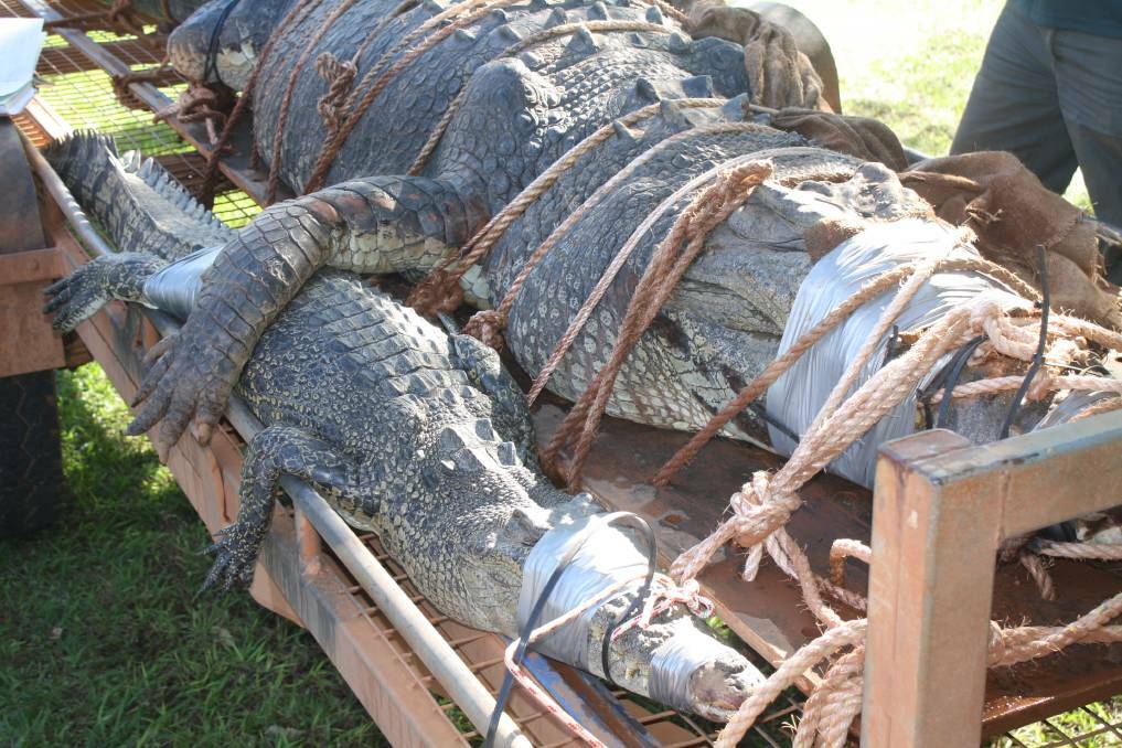 REMEMBER WHEN: The 4.7m saltie caught a few years back. It dwarfs the other croc caught at the same time which came in at 2.37 metres.