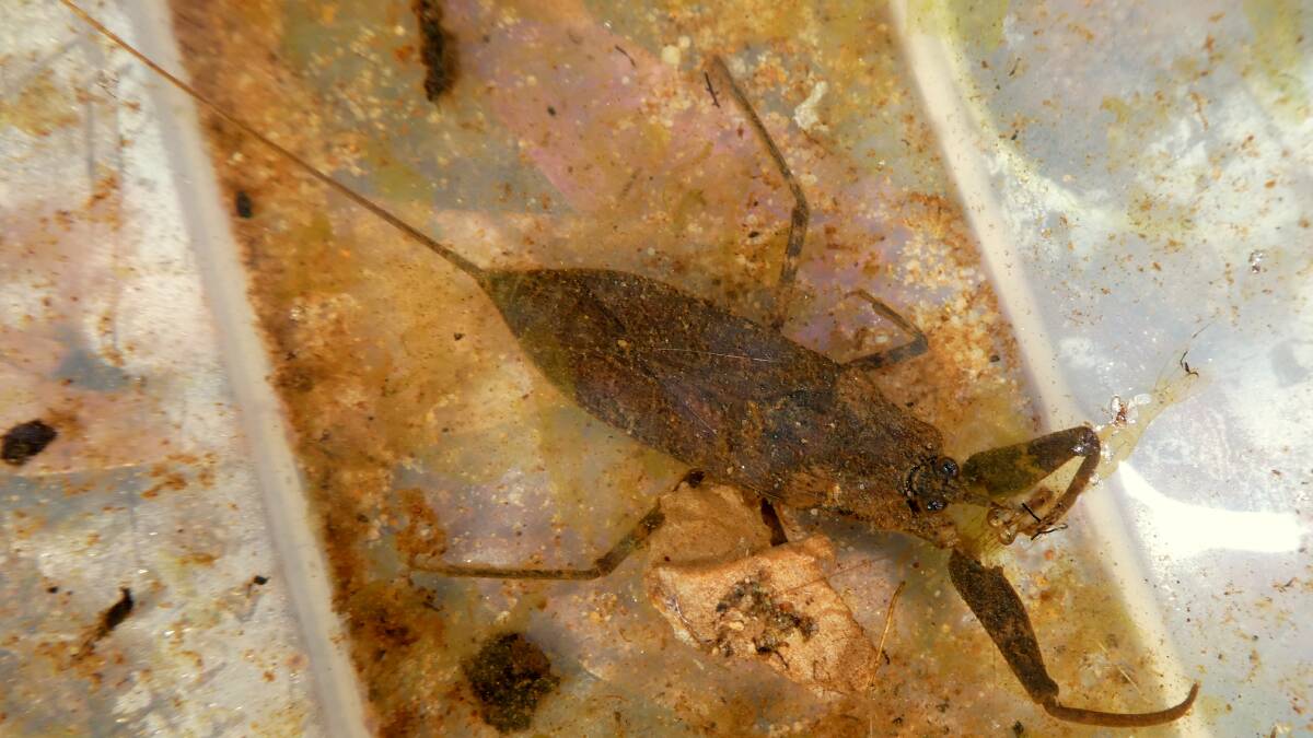 The Water Scorpion got its name because of the long thin structure attached to its rear end. This isn't used for defence; it's actually used for breathing, a bit like a snorkel. 