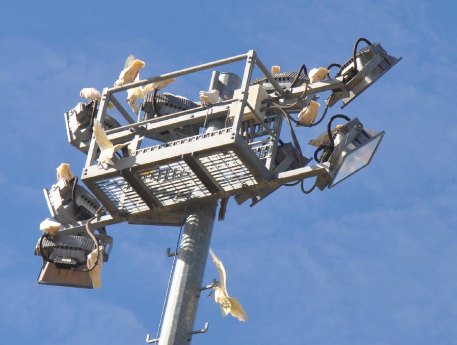 A flock of noisy cockatoos have taken up residence on the sportsground light towers.