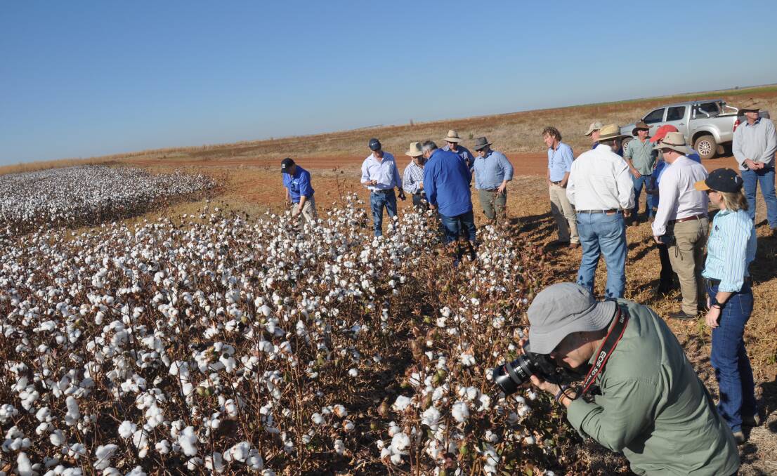 Cotton crops have been successfully grown in the NT using wet season rains alone but conservationists fear a growth in irrigated broadacre crops.