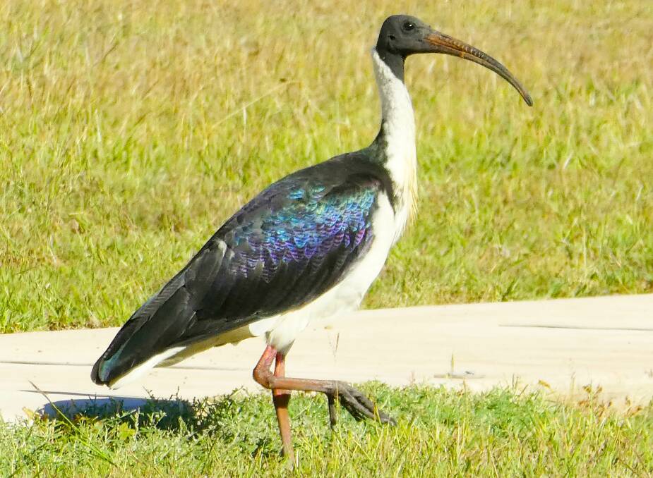 A straw-necked ibis.