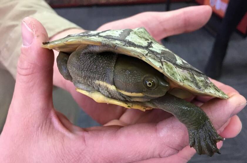 This Murray River turtle was found in a popular waterhole 160km west of Alice Springs. Picture: NT Parks and Wildlife.