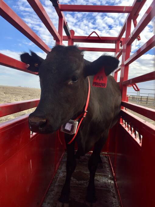 A GPS collar is fitted to a heifer.