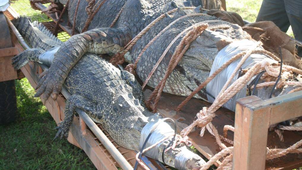 News of the trapping of two crocs from the Katherine River has gone around the world. Picture: Roxanne Fitzgerald.