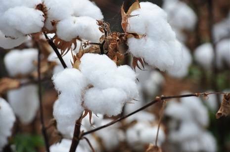 The cotton industry says it needs a cotton gin to be built with the support of public money to help progress plantings in the Territory.