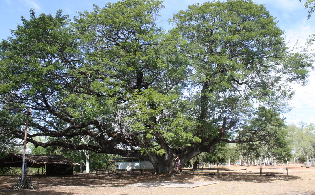 Four Indian rain trees are heritage listed and thought to be the largest trees in the NT.