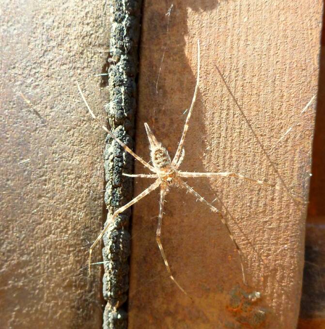 A two-tailed spider.