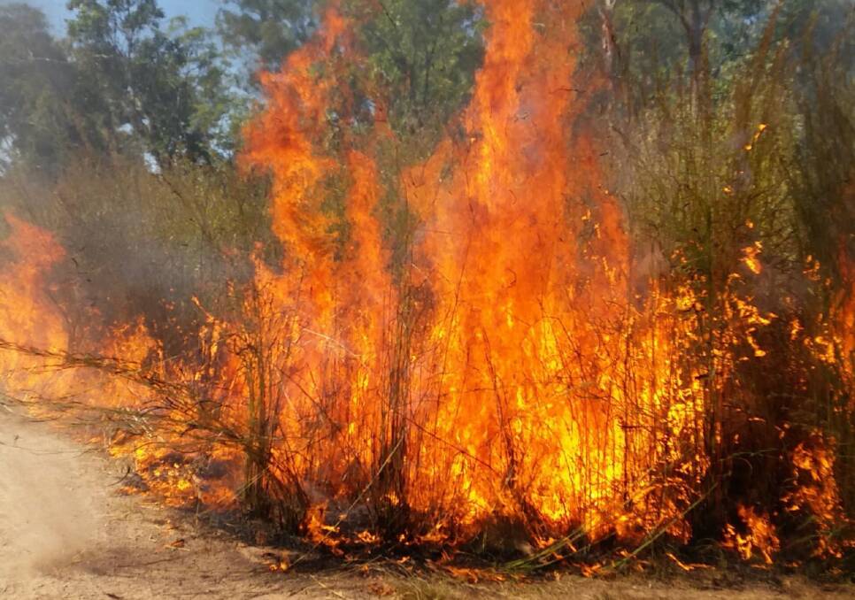 The spread of Gamba grass is threatening lives, according to firefighters. Picture: Gamba Grass and Land Tenure in the Northern Territory.