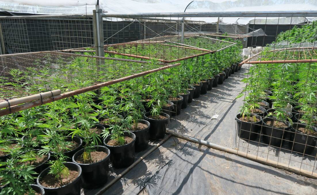 A total of 474 mature cannabis plants were located on a secluded property at Fly Creek, near Manton Dam. Picture: NT Police.