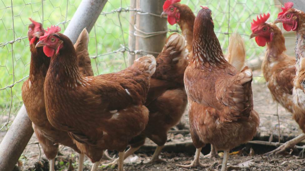 STANDING GUARD: Katherine's sentinel chickens are located at the research farm.