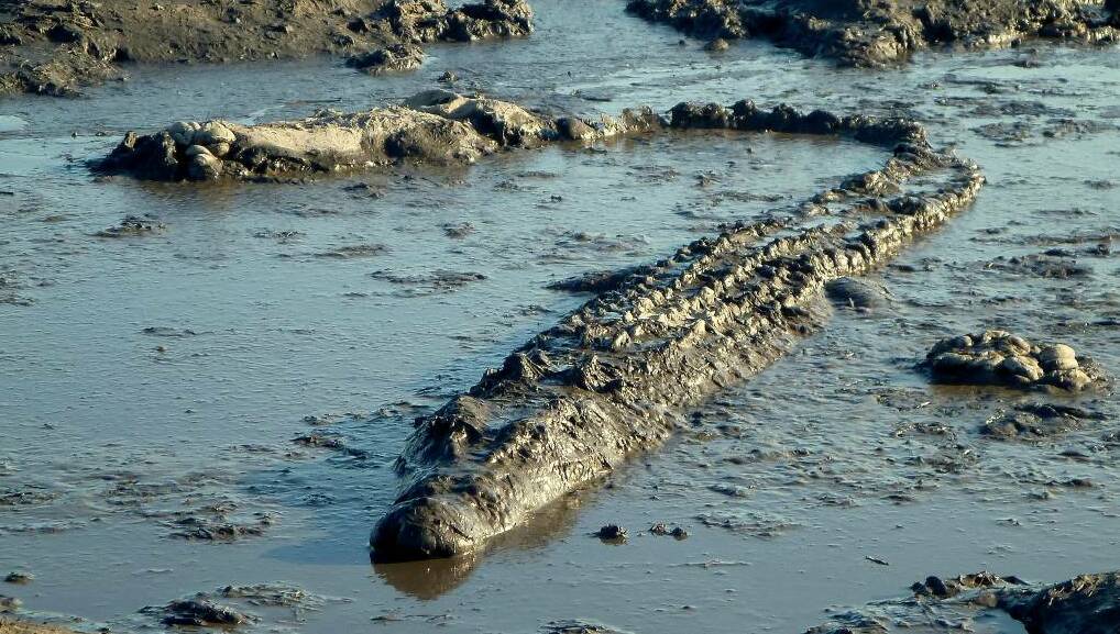 Many saltwater crocodiles have been captured in the Katherine region already this year. File picture.