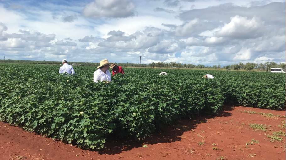 Experimental plots of cotton were grown at Katherine and harvested by hand. Picture: NT Government.