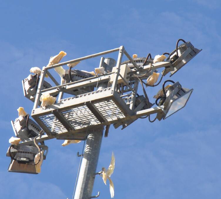 Corellas have caused costly damage to the lights at the sportsgrounds.