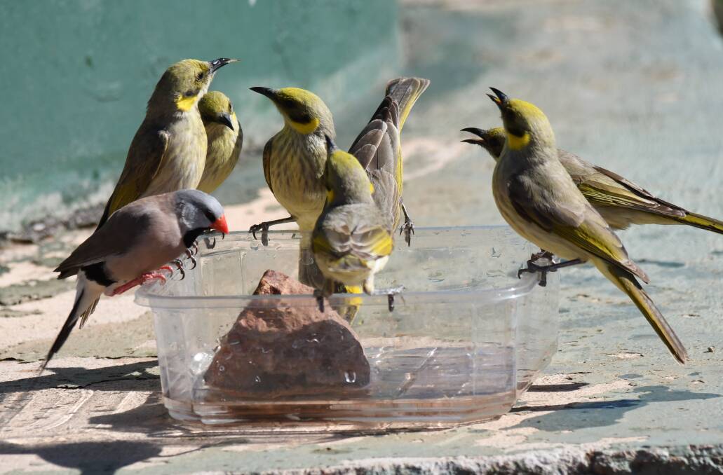 THIRSTY: Yellow-tinted honeyeaters with a log tailed finch. Picture: Dick Eussen.