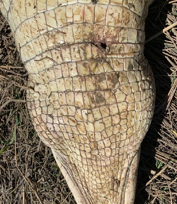 Bullet hole: One of the shot crocodiles. Pictures: NT Parks and Wildlife.