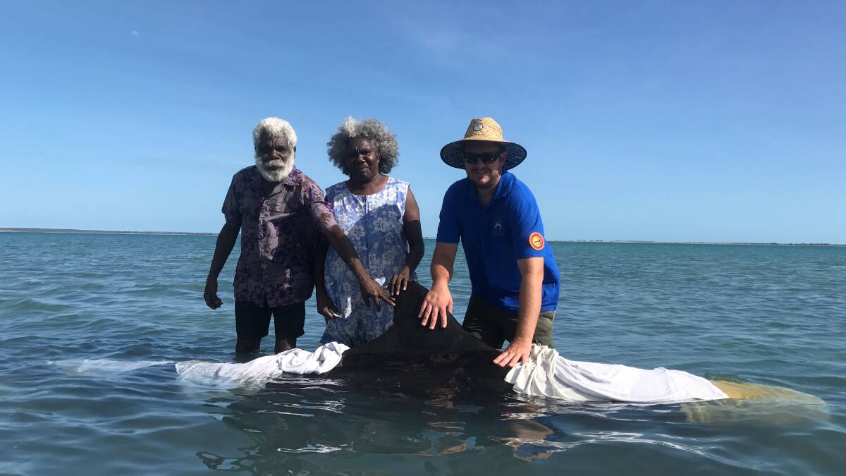 False killer whale stranded in NT