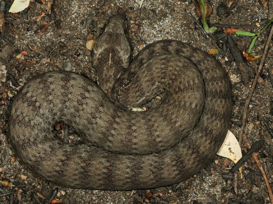 One to keep away from, a death adder. Picture: Australia Museum.
