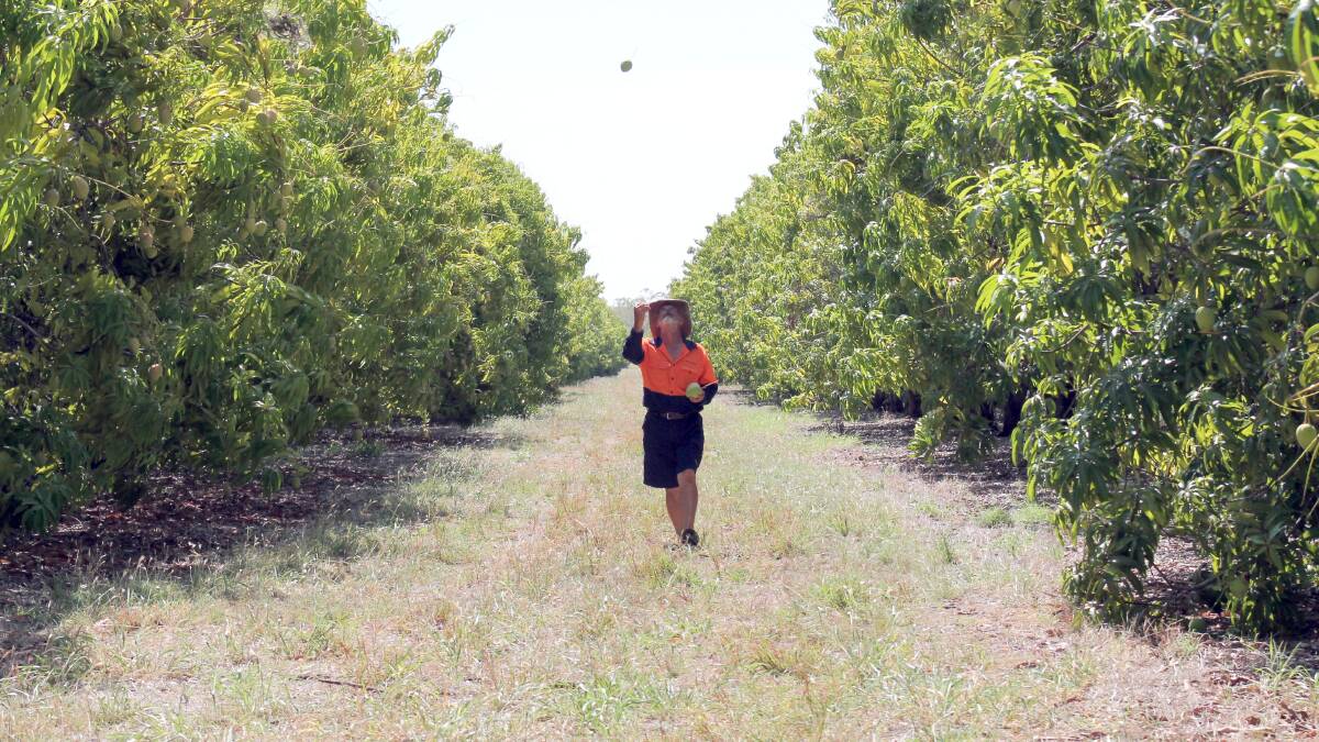 More than 1000 pickers are needed for the NT's rich mango harvest.