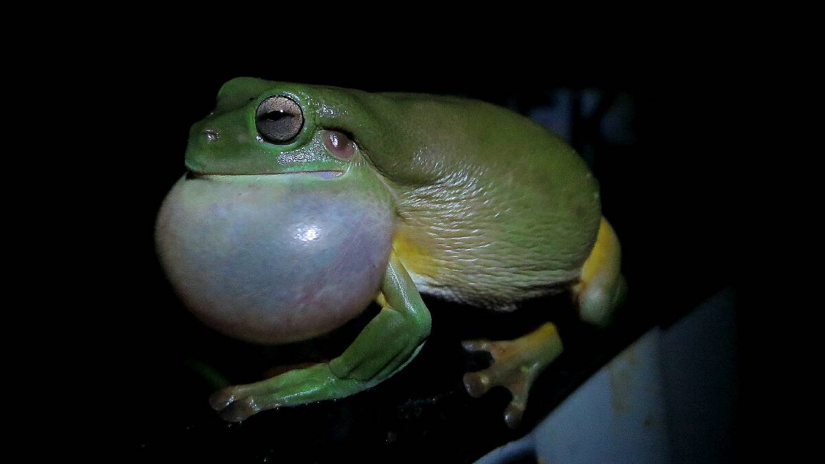 Frogs rate your garden’s health